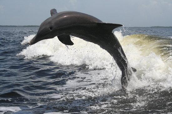 Sanibel Thriller
